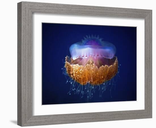 Fried Egg Jellyfish-null-Framed Giclee Print