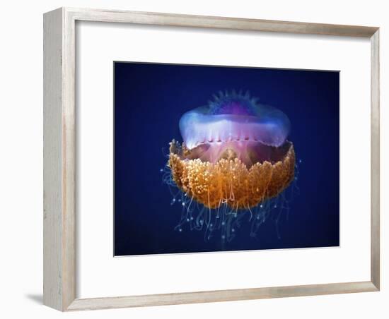 Fried Egg Jellyfish-null-Framed Giclee Print