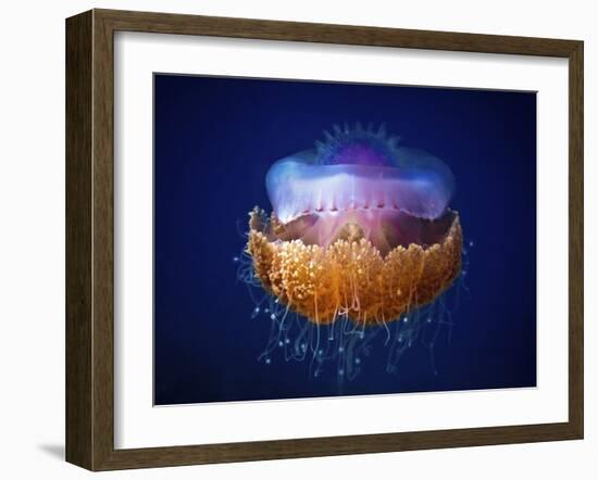 Fried Egg Jellyfish-null-Framed Giclee Print