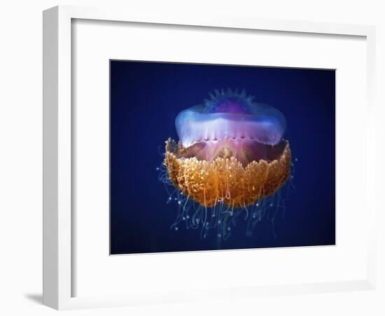 Fried Egg Jellyfish-null-Framed Giclee Print