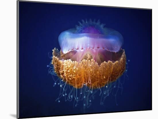 Fried Egg Jellyfish-null-Mounted Giclee Print