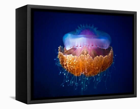 Fried Egg Jellyfish-Luckyguy-Framed Premier Image Canvas