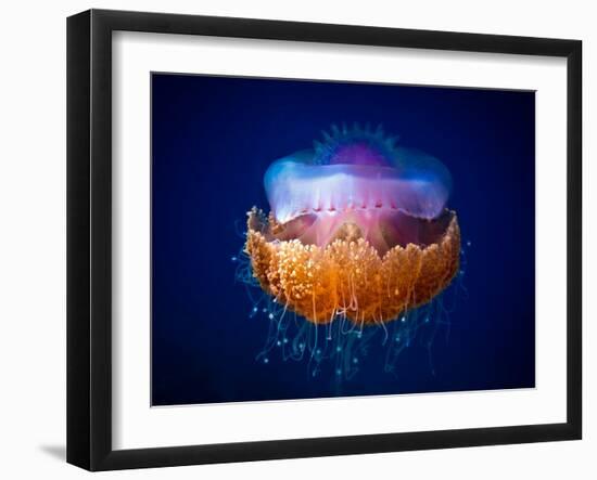 Fried Egg Jellyfish-Luckyguy-Framed Photographic Print
