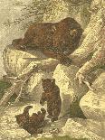 Small Brown Bear-Friedrich Specht-Stretched Canvas