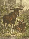Small Red Deer-Friedrich Specht-Premium Giclee Print