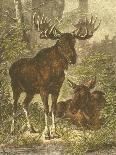 Small Moose-Friedrich Specht-Art Print