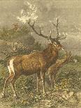 Small Red Deer-Friedrich Specht-Stretched Canvas