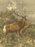 Small Red Deer-Friedrich Specht-Stretched Canvas