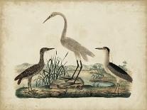 Great White Heron and Night Heron-Friedrich Strack-Framed Stretched Canvas