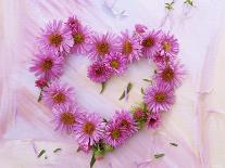 Heart of Pink Asters-Friedrich Strauss-Photographic Print