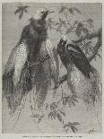 The Lyre Bird, in the Zoological Society's Gardens, Regent's Park-Friedrich Wilhelm Keyl-Giclee Print