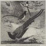 The Lyre Bird, in the Zoological Society's Gardens, Regent's Park-Friedrich Wilhelm Keyl-Giclee Print