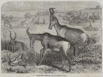 Hartebeeste Antelopes-Friedrich Wilhelm Keyl-Giclee Print