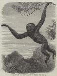 The Gibbon at the Zoological Society's Gardens-Friedrich Wilhelm Keyl-Framed Giclee Print