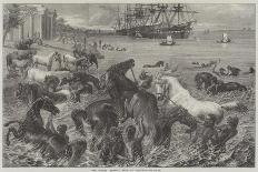 The Horses' Morning Bath at Calcutta-Friedrich Wilhelm Keyl-Giclee Print