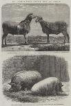 New Arrivals at the Zoological Society's Gardens-Friedrich Wilhelm Keyl-Giclee Print