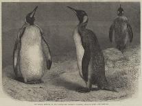 New Arrivals at the Zoological Society's Gardens-Friedrich Wilhelm Keyl-Giclee Print