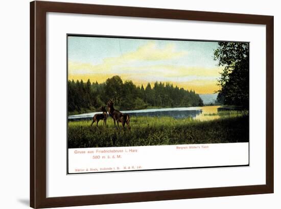 Friedrichsbrunn I. Harz, Bergrath Müller's Teich, Hirsche-null-Framed Giclee Print