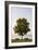 Friedrichshafen, Baden-Württemberg, Germany: A Tree And Benches At Lake Constance In The Morning-Axel Brunst-Framed Photographic Print