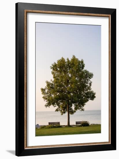 Friedrichshafen, Baden-Württemberg, Germany: A Tree And Benches At Lake Constance In The Morning-Axel Brunst-Framed Photographic Print