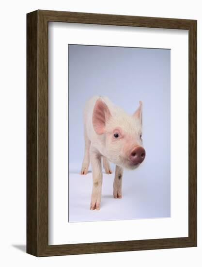 Friendly Yorkshire Pig-DLILLC-Framed Photographic Print