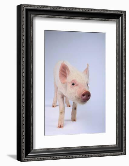 Friendly Yorkshire Pig-DLILLC-Framed Photographic Print