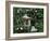 Friends in the Rainforest-Betty Lou-Framed Giclee Print