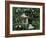 Friends in the Rainforest-Betty Lou-Framed Giclee Print