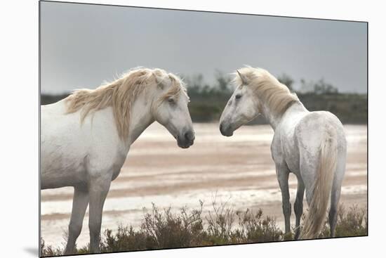 Friendship-Jorge Llovet-Mounted Art Print