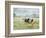 Friesen Cow Standing in Pasture-Ashley Cooper-Framed Photographic Print