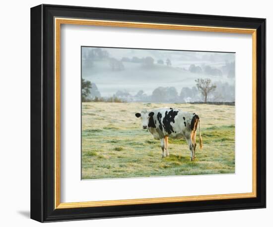 Friesen Cow Standing in Pasture-Ashley Cooper-Framed Photographic Print