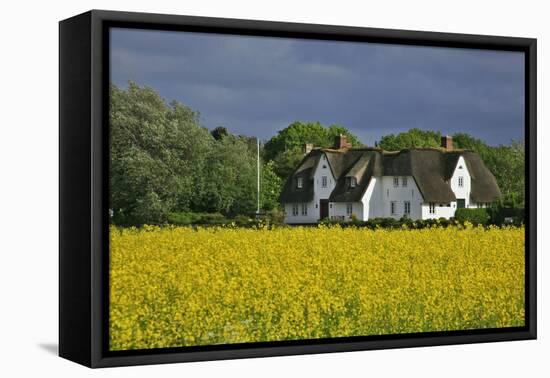 Friesenhof' Behind a Rape Field at 'Bob Terp' (Street) in Archsum (Village) on the Island of Sylt-Uwe Steffens-Framed Premier Image Canvas