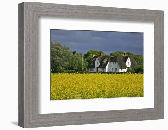 Friesenhof' Behind a Rape Field at 'Bob Terp' (Street) in Archsum (Village) on the Island of Sylt-Uwe Steffens-Framed Photographic Print