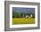 Friesenhof' Behind a Rape Field at 'Bob Terp' (Street) in Archsum (Village) on the Island of Sylt-Uwe Steffens-Framed Photographic Print