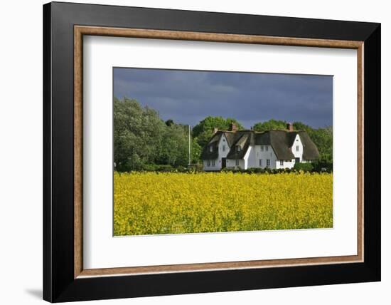 Friesenhof' Behind a Rape Field at 'Bob Terp' (Street) in Archsum (Village) on the Island of Sylt-Uwe Steffens-Framed Photographic Print