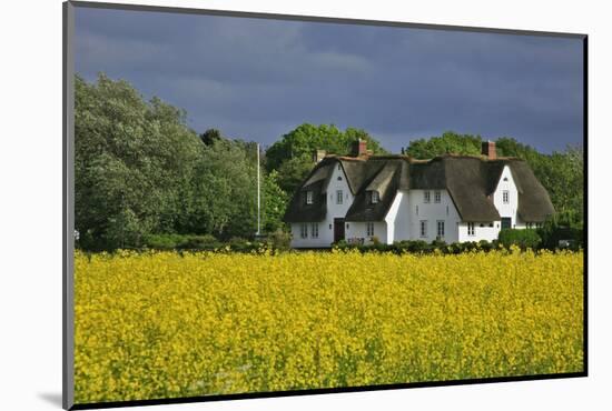Friesenhof' Behind a Rape Field at 'Bob Terp' (Street) in Archsum (Village) on the Island of Sylt-Uwe Steffens-Mounted Photographic Print