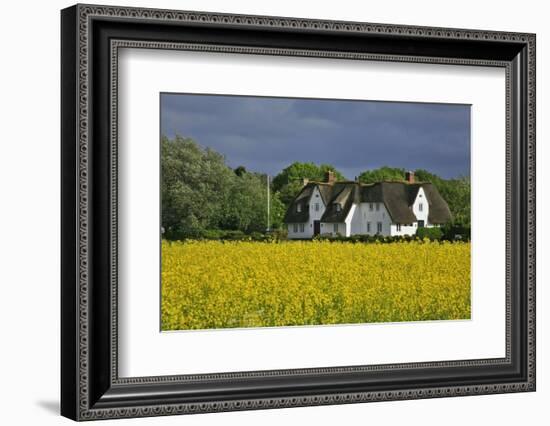 Friesenhof' Behind a Rape Field at 'Bob Terp' (Street) in Archsum (Village) on the Island of Sylt-Uwe Steffens-Framed Photographic Print