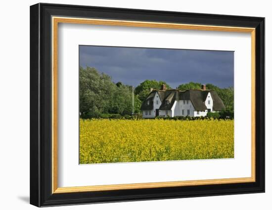 Friesenhof' Behind a Rape Field at 'Bob Terp' (Street) in Archsum (Village) on the Island of Sylt-Uwe Steffens-Framed Photographic Print