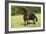 Friesian 002-Bob Langrish-Framed Photographic Print