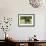 Friesian 002-Bob Langrish-Framed Photographic Print displayed on a wall