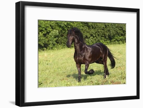 Friesian 002-Bob Langrish-Framed Photographic Print