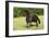 Friesian 002-Bob Langrish-Framed Photographic Print