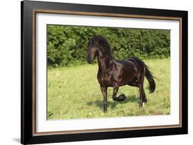 Friesian 002-Bob Langrish-Framed Photographic Print