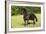 Friesian 002-Bob Langrish-Framed Photographic Print