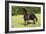 Friesian 002-Bob Langrish-Framed Photographic Print