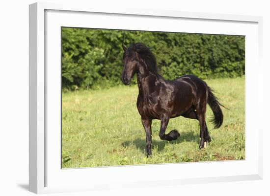 Friesian 002-Bob Langrish-Framed Photographic Print