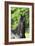 Friesian 003-Bob Langrish-Framed Photographic Print