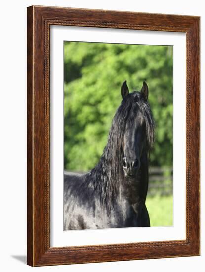 Friesian 003-Bob Langrish-Framed Photographic Print