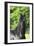 Friesian 003-Bob Langrish-Framed Photographic Print