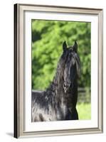 Friesian 003-Bob Langrish-Framed Photographic Print